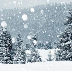 Meet your Posher, Bonny